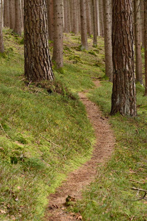 Wooded Trail A trail in the woods