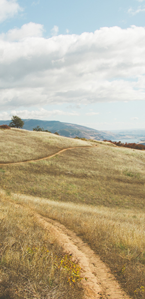 Meadow with trail